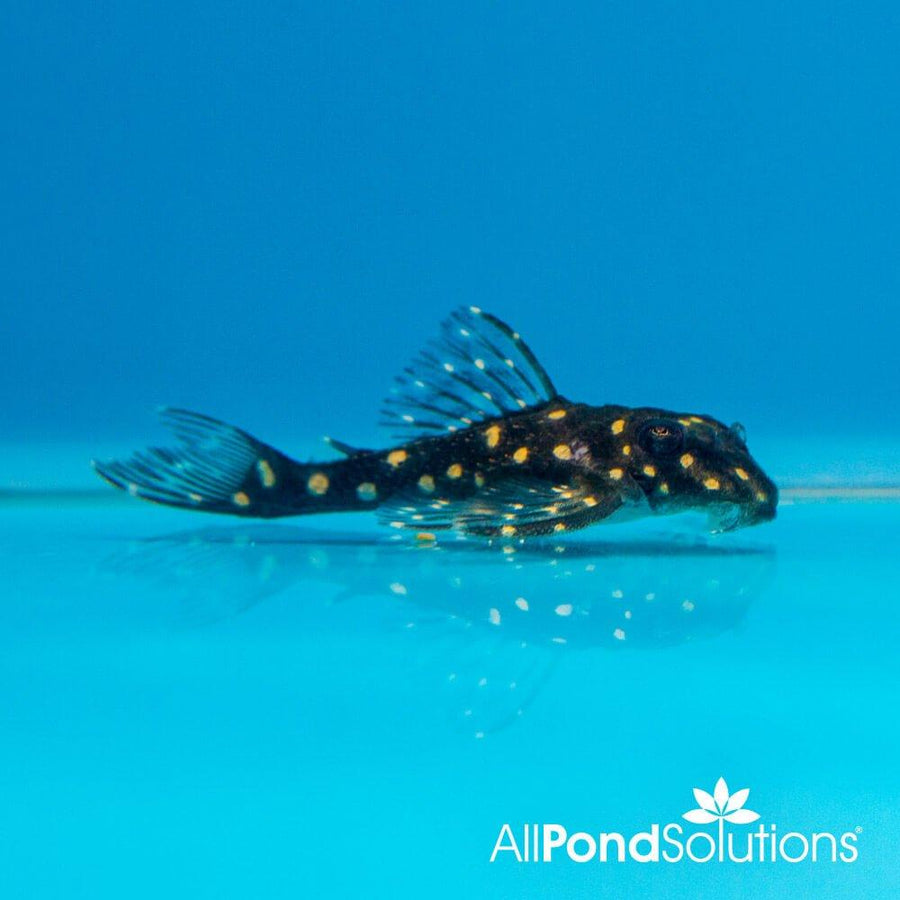 Snowball Pleco L201 - Hypancistrus sp - AllPondSolutions