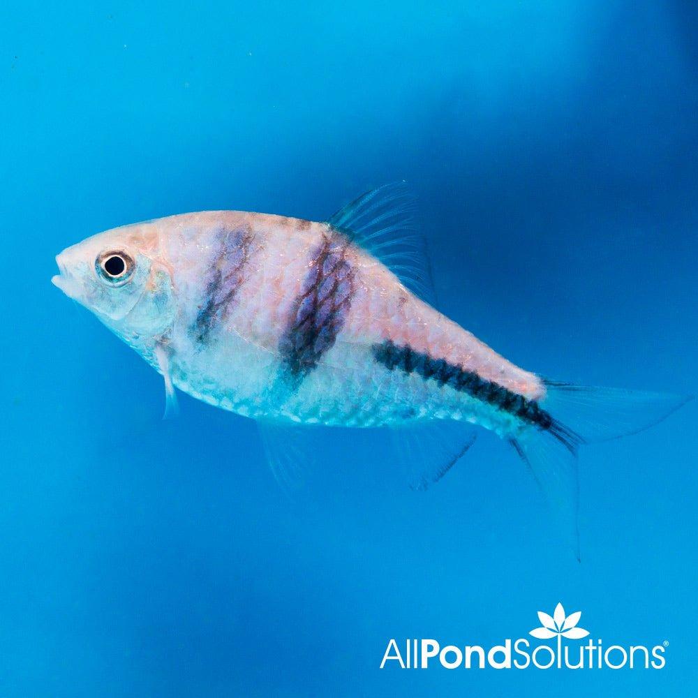 Spanner Barb - Barbodes lateristriga - AllPondSolutions