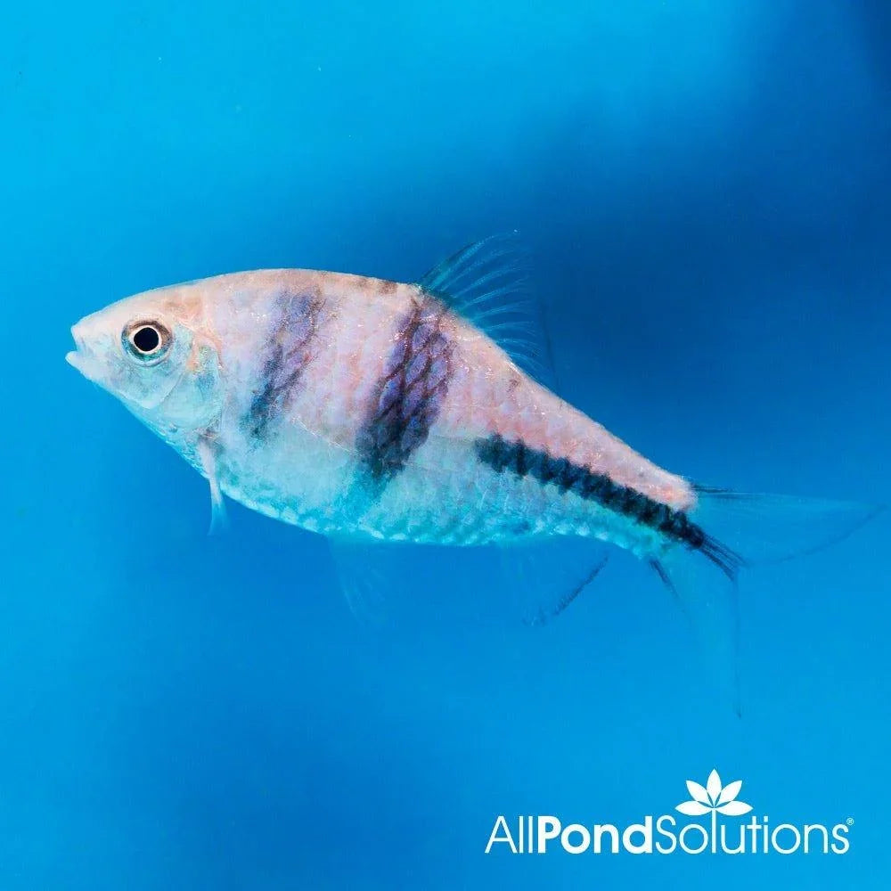 Spanner Barb - Barbodes lateristriga - AllPondSolutions