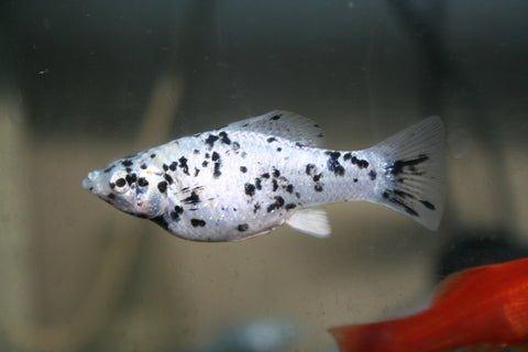 Speckled Molly - Poecilia sphenops - AllPondSolutions
