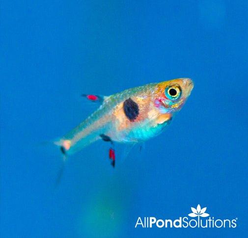 Spotted Dwarf Rasbora - Boraras Maculatus - AllPondSolutions