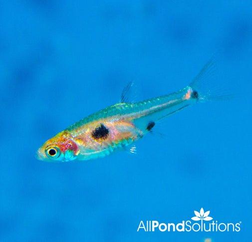 Spotted Dwarf Rasbora - Boraras Maculatus - AllPondSolutions