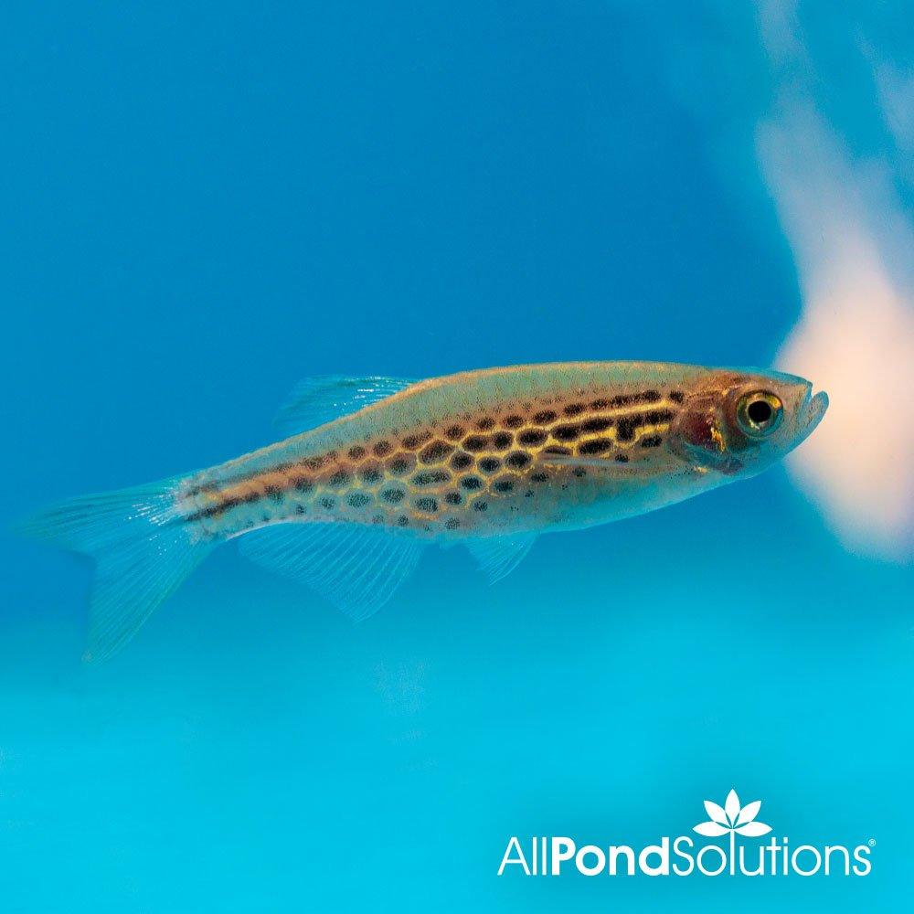 Spotted Fire Ring Danio - Brachydanio sp - AllPondSolutions