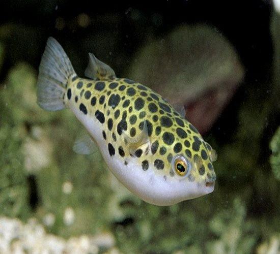 Spotted Green Puffer - Tetraodon nigroviridis