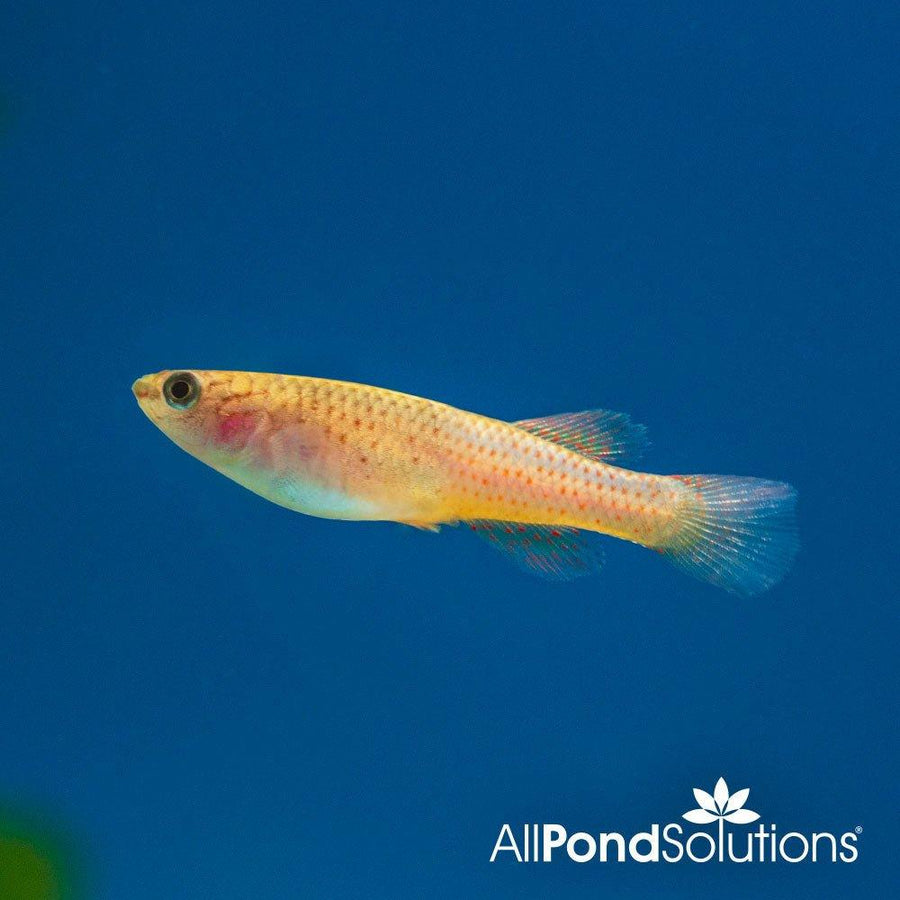 Steel Blue Killifish (Female) - Aphyosemion gardneri - AllPondSolutions