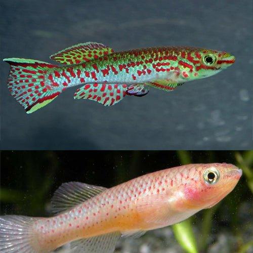 Steel Blue Killifish (Pair) - Aphyosemion gardneri - AllPondSolutions