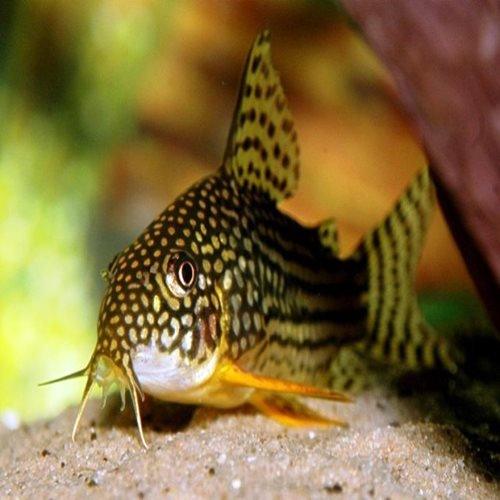 Sterbai Corydoras - Corydoras sterbai - AllPondSolutions