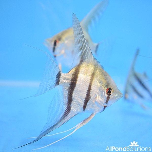 Striped Angel - Pterophyllum Scalare - AllPondSolutions