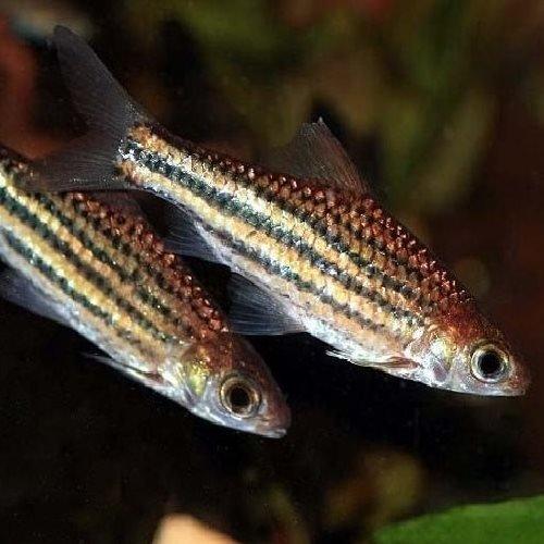 Striped Barb - Desmopuntius pentazona - AllPondSolutions