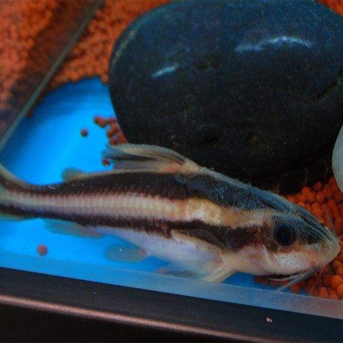 Striped Raphael Catfish - Platydoras Costatus - AllPondSolutions