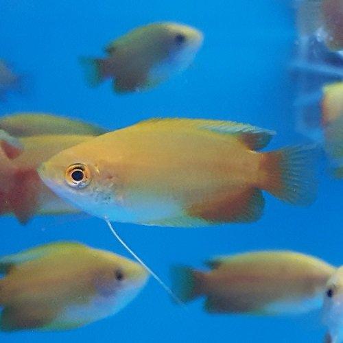 Sunset Honey Gourami - AllPondSolutions