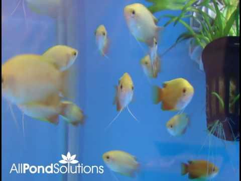 Sunset Honey Gourami - AllPondSolutions