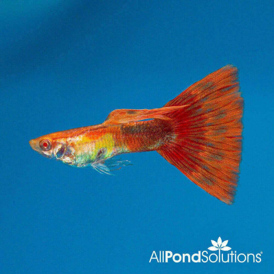 Super Red Guppy - Poecilia reticulata - AllPondSolutions