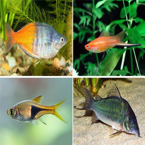 Swordtail, Rainbows, Rasbora, Corydoras - Bundle 14 - AllPondSolutions