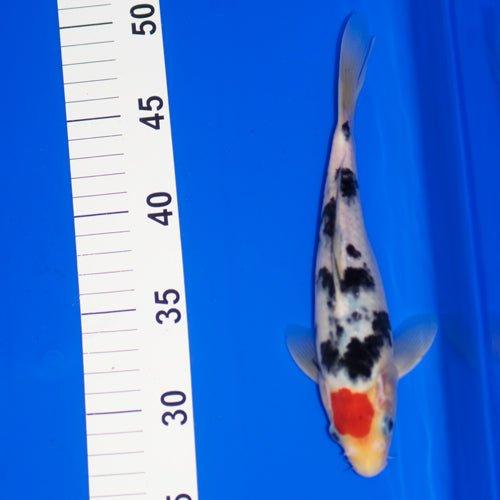 Tancho Bekko 7-8" - AllPondSolutions