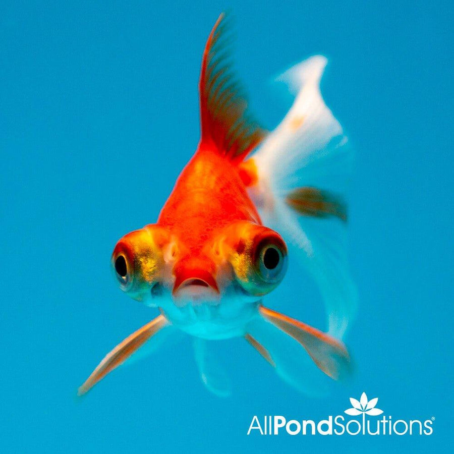 Telescope Eye Goldfish - Carassius auratus - AllPondSolutions