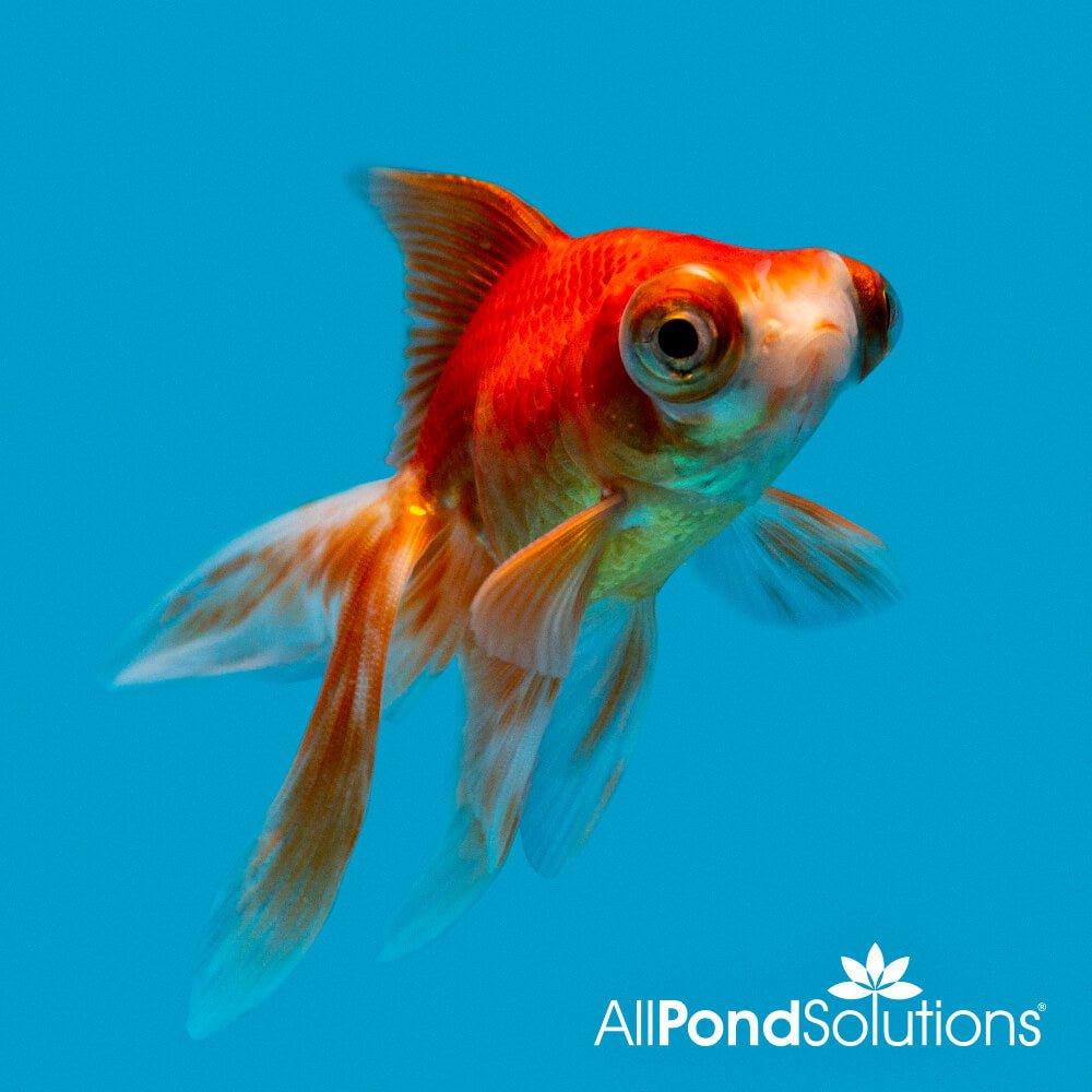 Telescope Eye Goldfish - Carassius auratus - AllPondSolutions