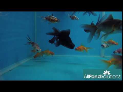 Telescope Eye Goldfish - Carassius auratus - AllPondSolutions