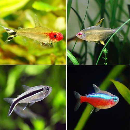 Tetra Bundle 1 Cardinal, Lemon, Rummynose, Serpae & Penguin - AllPondSolutions