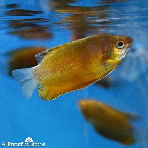 Thick Lipped Gourami - Trichogaster labiosa - AllPondSolutions