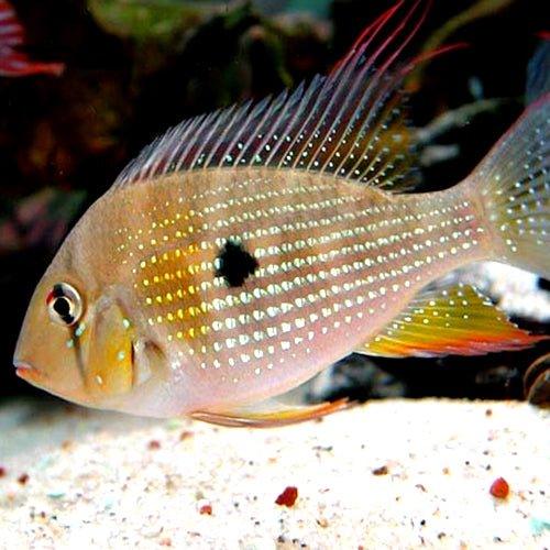 Threadfin Acara - Acarochthys Heckelii - AllPondSolutions