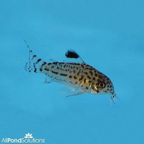 Three Lined Cory - Corydoras trilineatus - AllPondSolutions