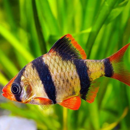 Tiger Barb - Puntius Tetrazona - AllPondSolutions