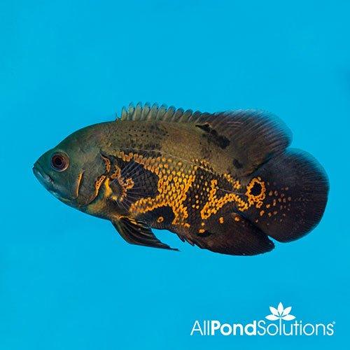Tiger Oscars - Astronotus ocellatus - 12-15cm - AllPondSolutions