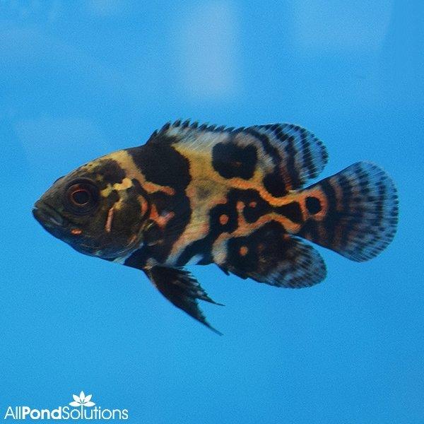 Tiger Oscars - Astronotus ocellatus - 5-7cm - AllPondSolutions