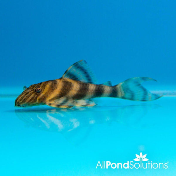 レア Anne spore celect from pleco Tiger Pleco L02 ‚Äì Peckoltia