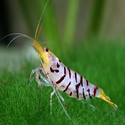 Tiger Shrimp - Caridina cartonensis 'Tiger' - AllPondSolutions