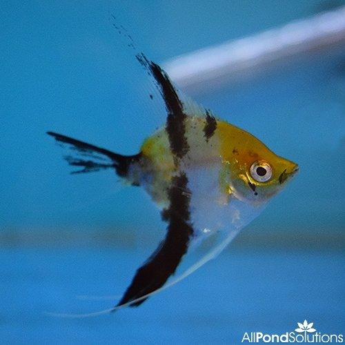 Diamond angelfish for sales sale