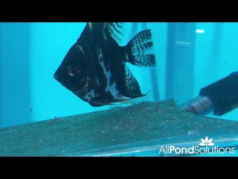 Tricolour Angel - Pterophyllum Scalare - AllPondSolutions