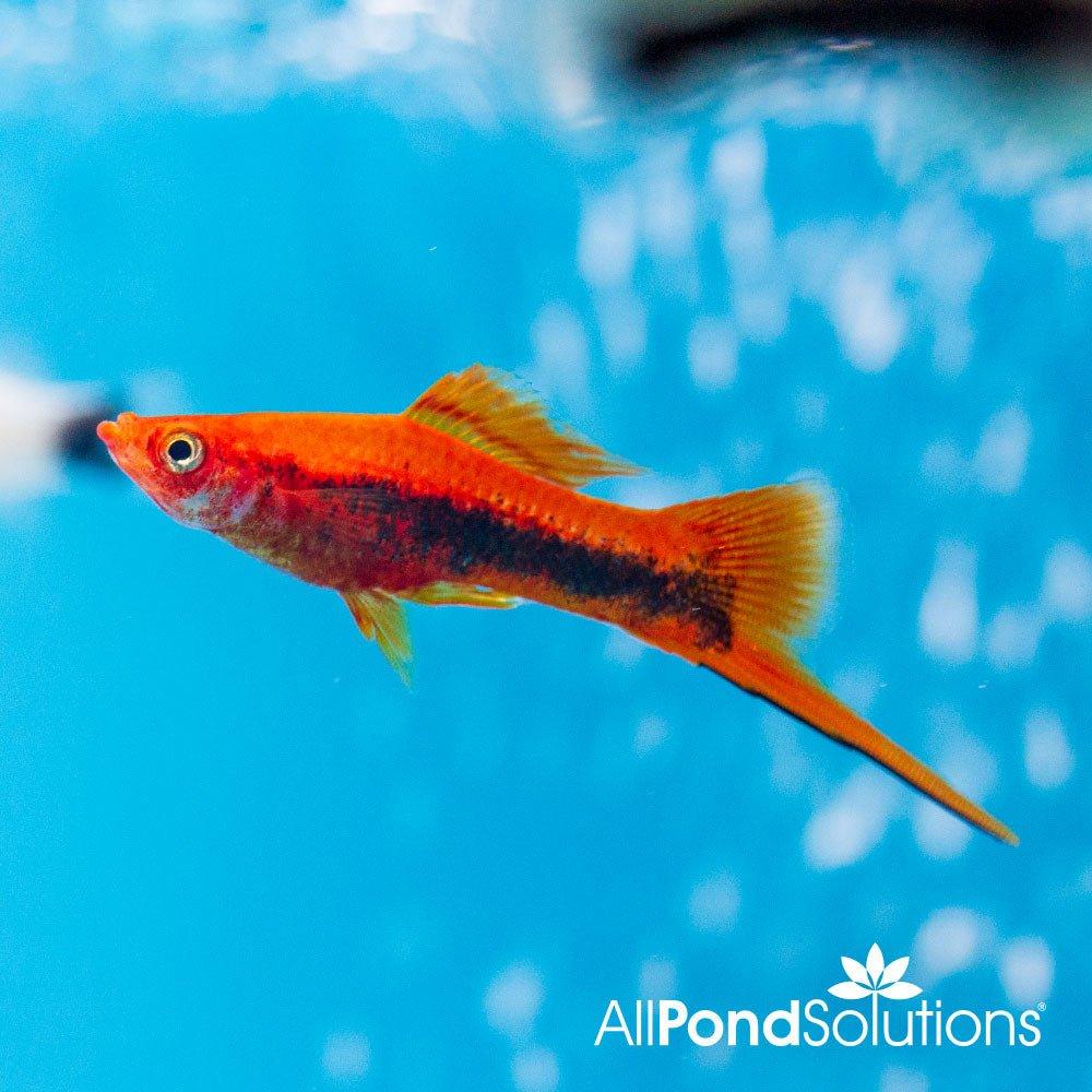 Tuxedo Swordtail - Xiphophorus hellerii - AllPondSolutions