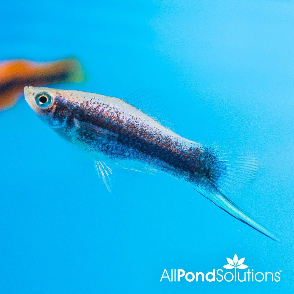 Tuxedo Swordtail - Xiphophorus hellerii - AllPondSolutions