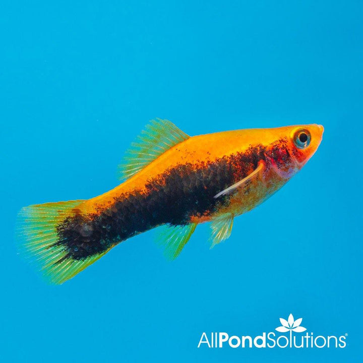 Tuxedo Swordtail - Xiphophorus hellerii - AllPondSolutions