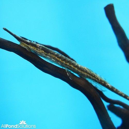 Twig Catfish - Farlowella vittata - AllPondSolutions