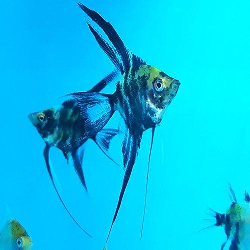 Veiltail Koi Angel - Pterophyllum Scalare - AllPondSolutions