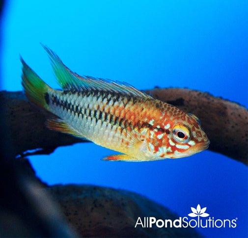 Viejita Cichlid - Apistogramma Viejita - AllPondSolutions