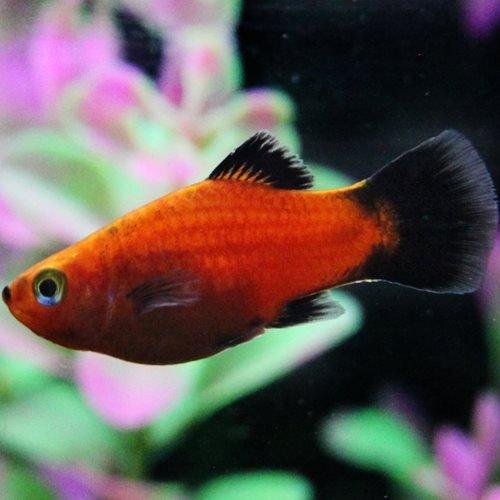 Wagtail Platy - Xiphophorus maculatus - AllPondSolutions