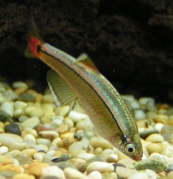 White Cloud Mountain Minnow - AllPondSolutions