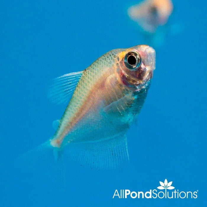 White Skirt Tetra