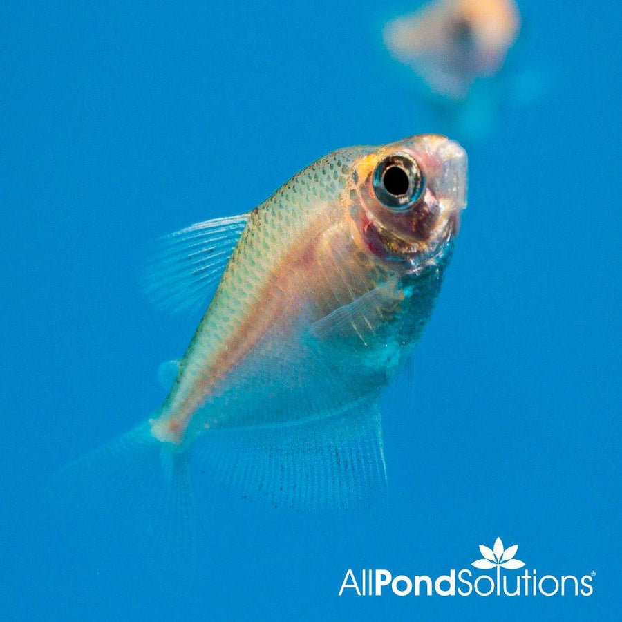 White Skirt Tetra - AllPondSolutions