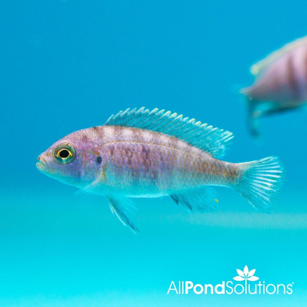 White Top Cichlid - Cynotilapia Afra - AllPondSolutions