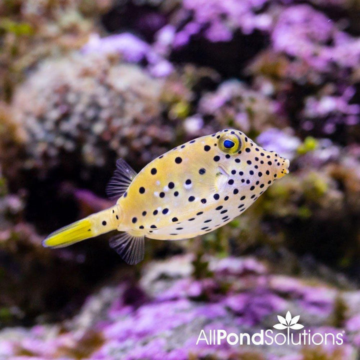 Yellow Boxfish - Large - Ostracion cubicus - AllPondSolutions