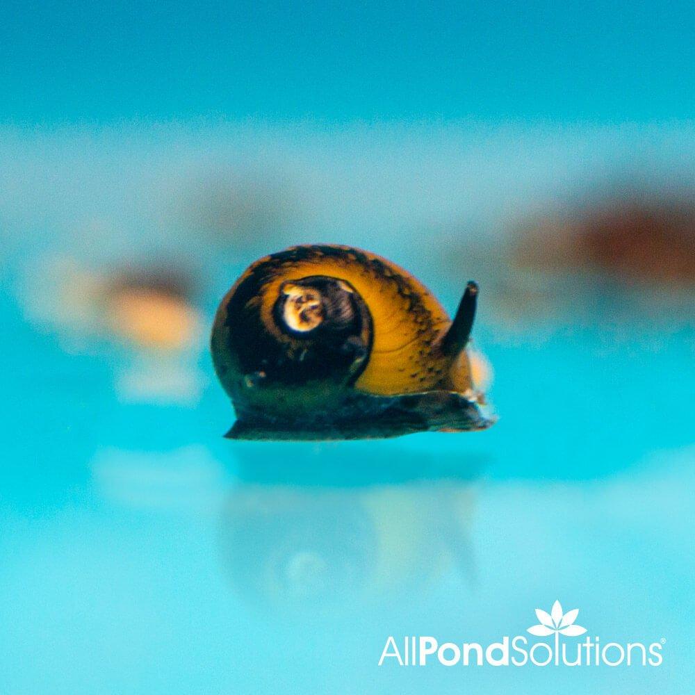 Yellow Horn Snail ‚Äì Clithon corona - AllPondSolutions