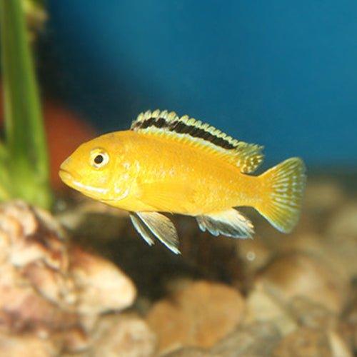Yellow Lab - Labidochromis caeruleus - AllPondSolutions