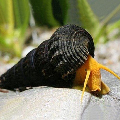 Yellow Rabbit Snails - AllPondSolutions