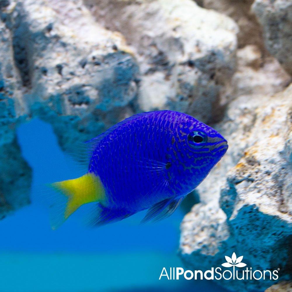 Yellow Tail Blue Damselfish - Chrysiptera parasema - AllPondSolutions