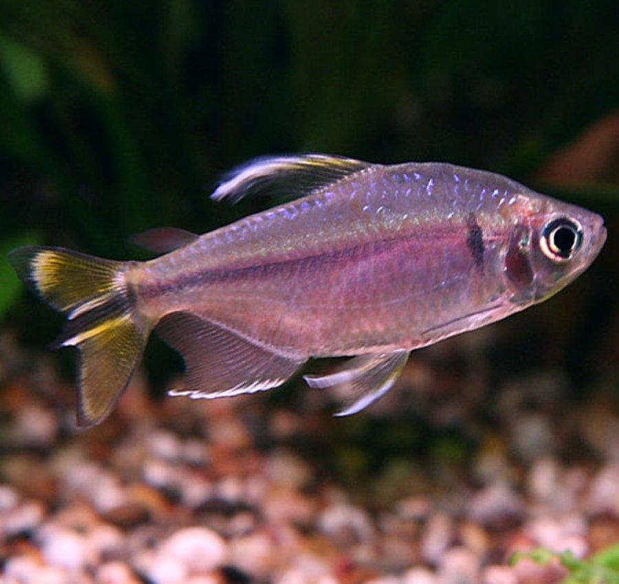 Yellow Tail Congo Tetra - Alestopetersius caudalis - AllPondSolutions